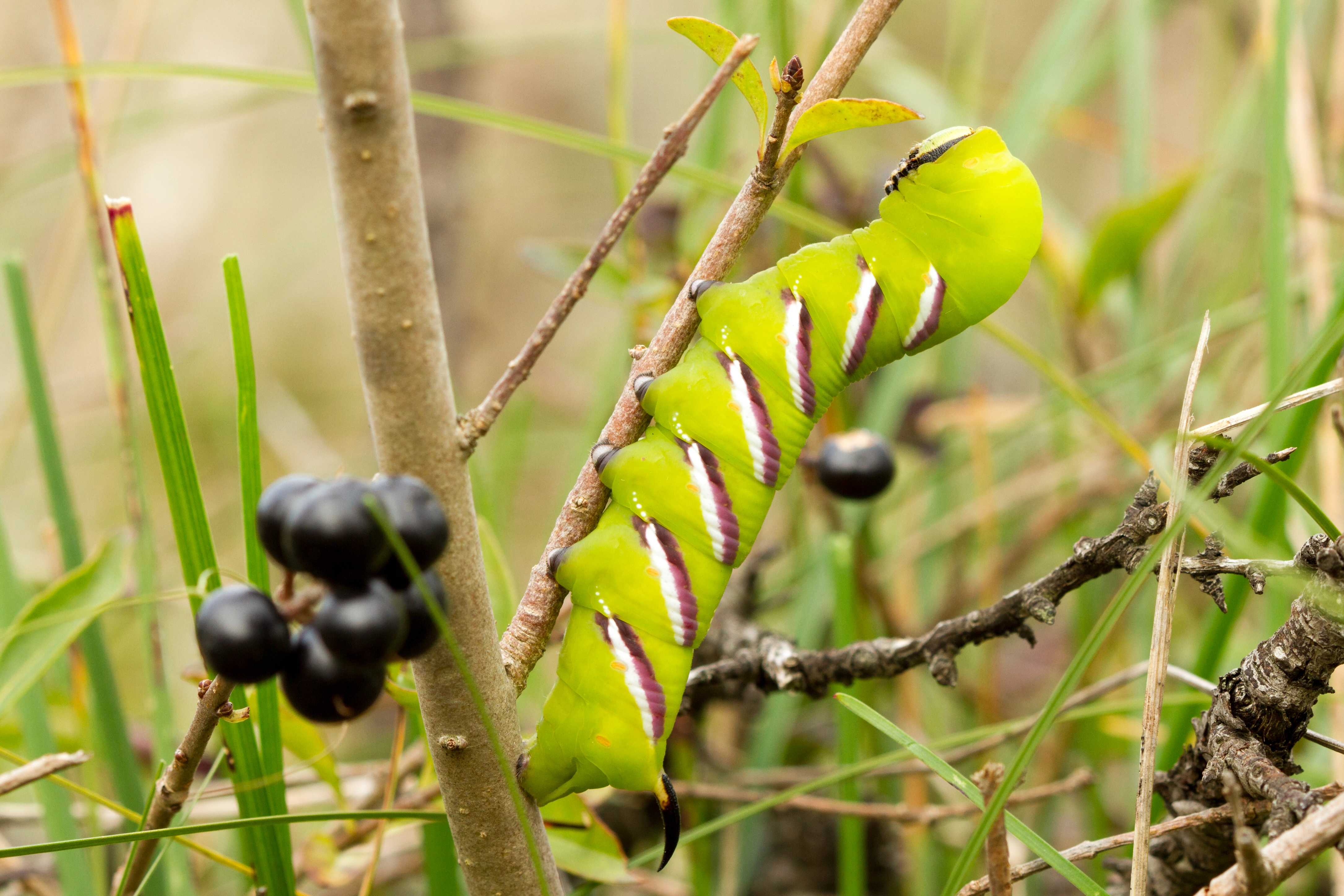 20110927_15_17_Jurriën van Deijk_larenstein, ligusterpijlstaart, Meijendel, natuurlijk, rups_171.jpg